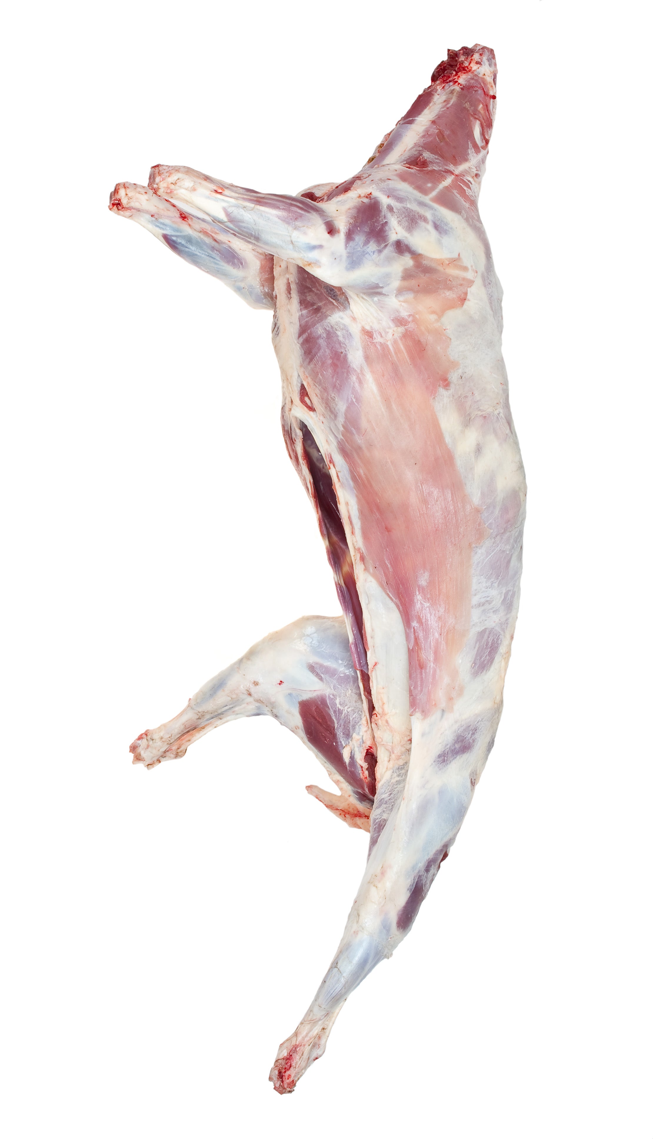 Lamb Carcass Butchered